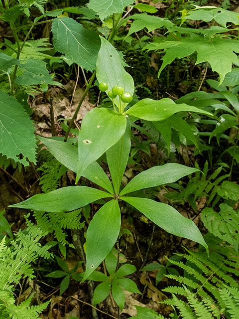 Medeola virginiana (Indian cucumber) #67199