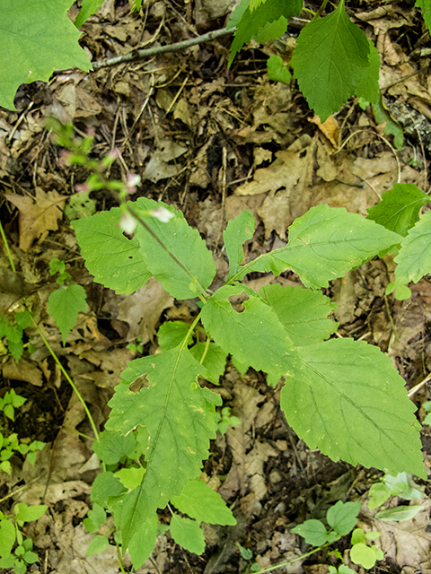 Phryma leptostachya (American lopseed) #67204