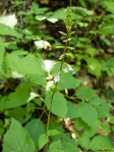 Phryma leptostachya (American lopseed) #67205