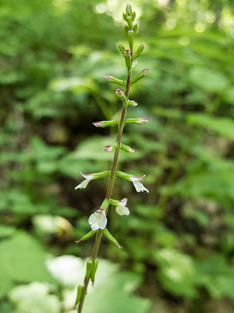 Phryma leptostachya (American lopseed) #67206