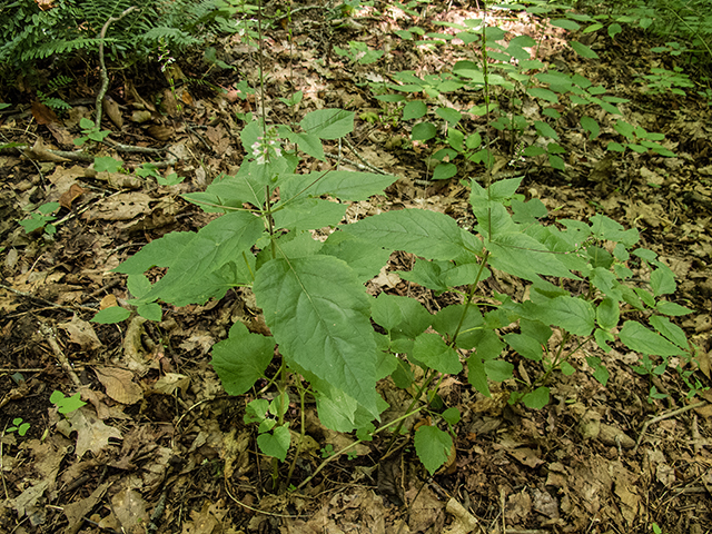 Phryma leptostachya (American lopseed) #67207