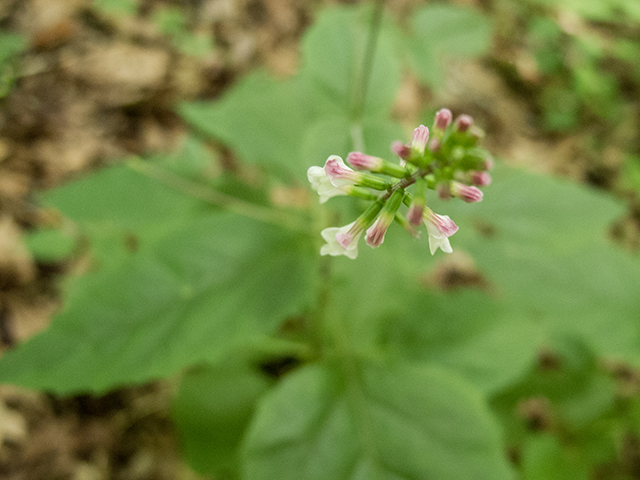 Phryma leptostachya (American lopseed) #67208