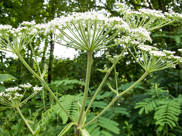 Angelica venenosa (Hairy angelica) #67212