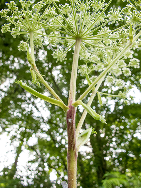 Angelica venenosa (Hairy angelica) #67213