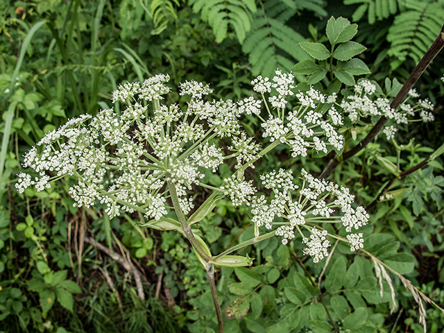 Angelica venenosa (Hairy angelica) #67216