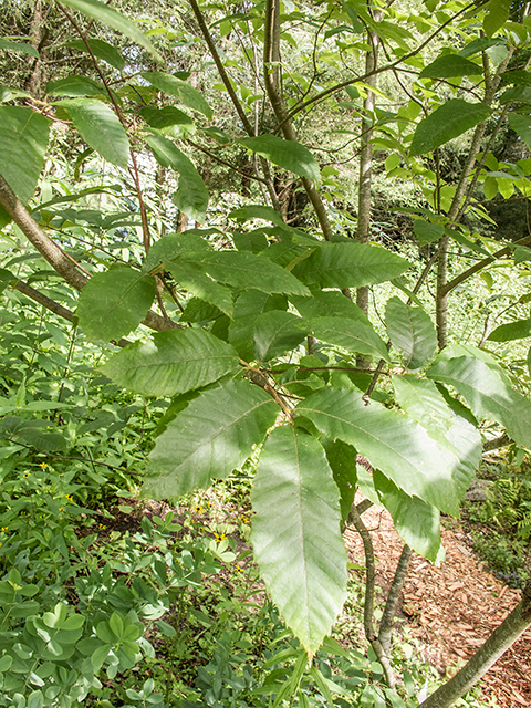 Castanea pumila (Allegheny chinquapin) #67223