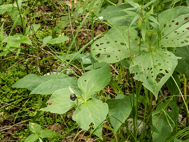 Trillium erectum (Red trillium) #67238