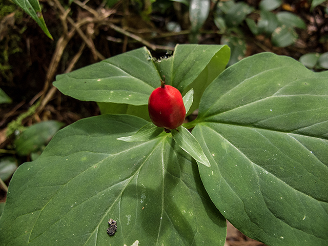 Trillium undulatum (Painted trillium) #67241