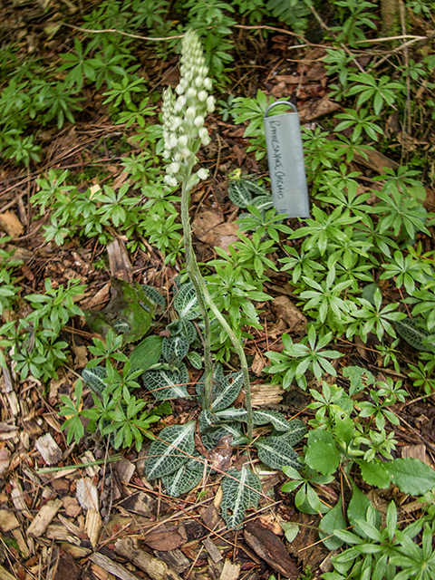 Goodyera pubescens (Downy rattlesnake plantain) #67242