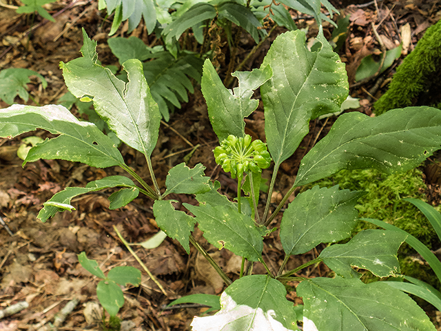 Panax quinquefolius (American ginseng) #67246