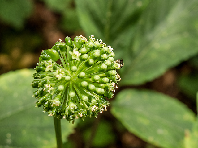 Panax quinquefolius (American ginseng) #67247