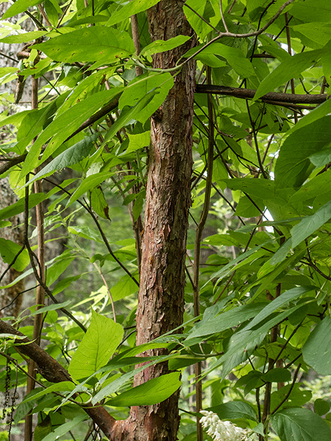 Clethra acuminata (Mountain pepperbush) #67255