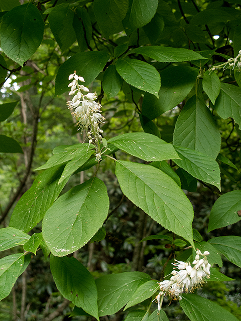 Clethra acuminata (Mountain pepperbush) #67256