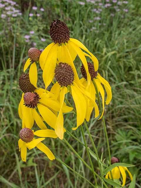 Ratibida pinnata (Grayhead coneflower) #67276