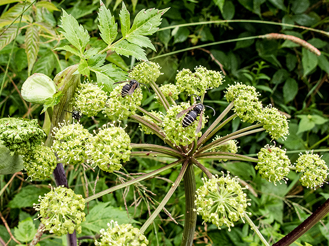 Angelica triquinata (Filmy angelica) #67295