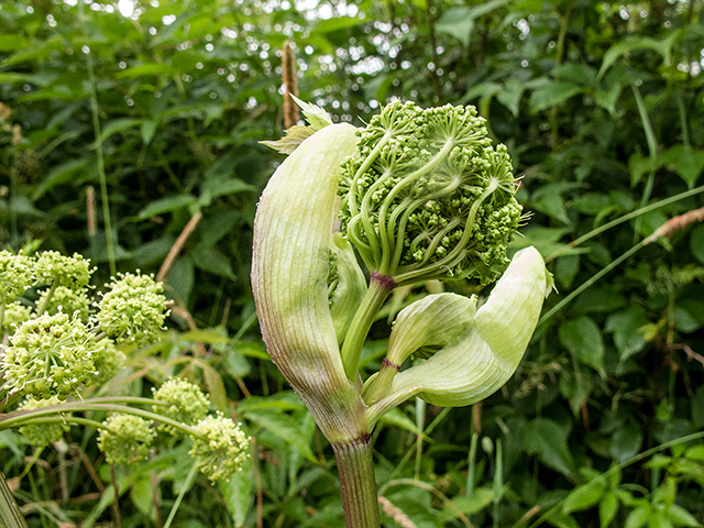 Angelica triquinata (Filmy angelica) #67296