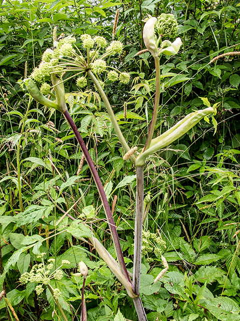 Angelica triquinata (Filmy angelica) #67297