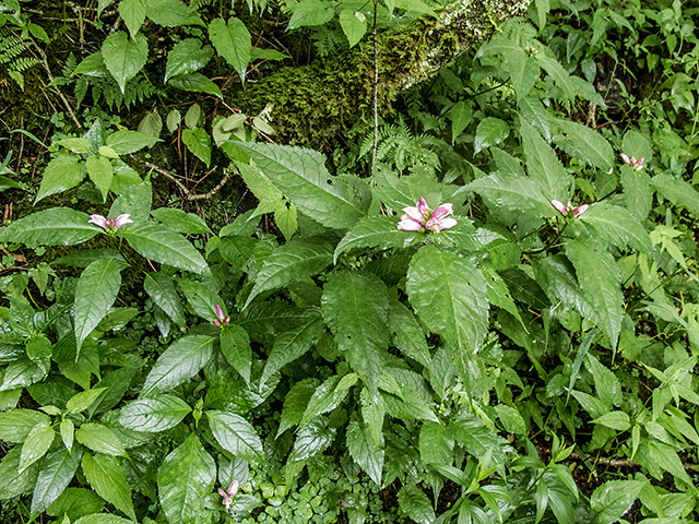 Chelone obliqua (Red turtlehead) #67299