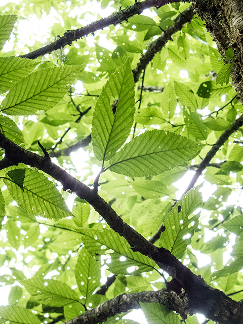 Betula alleghaniensis (Yellow birch) #67300