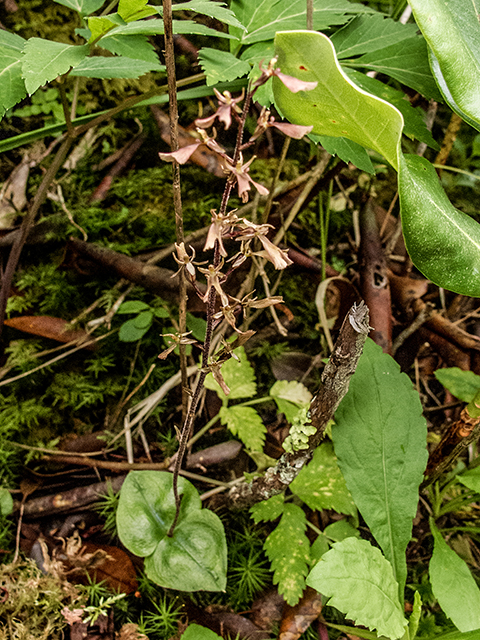 Listera smallii (Kidneyleaf twayblade) #67306