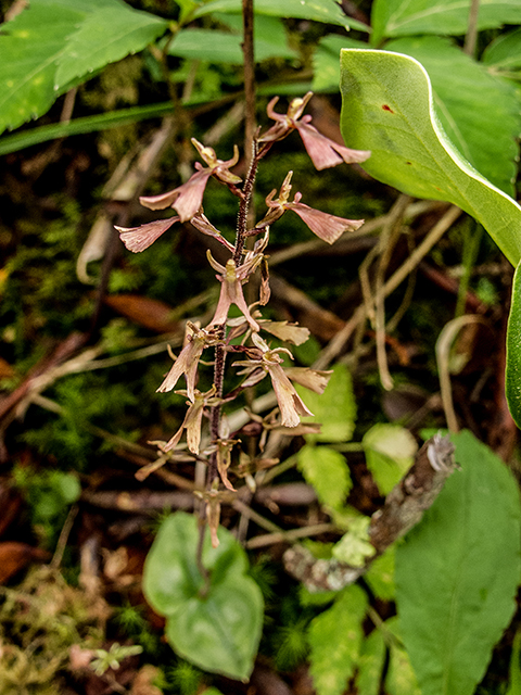 Listera smallii (Kidneyleaf twayblade) #67307