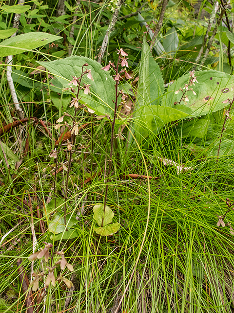 Listera smallii (Kidneyleaf twayblade) #67317