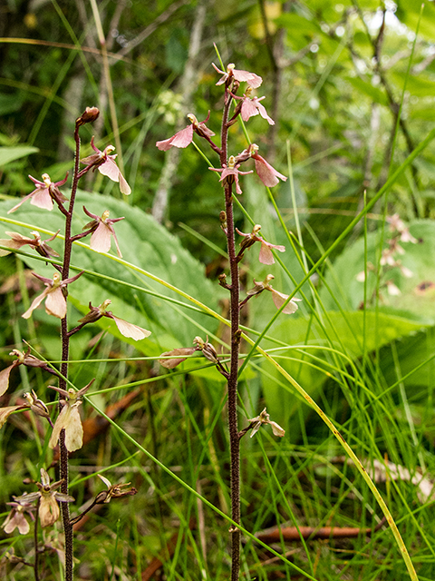 Listera smallii (Kidneyleaf twayblade) #67318