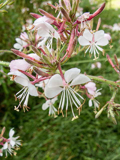 Oenothera gaura (Biennial beeblossom) #67328