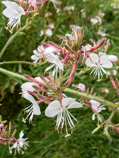 Oenothera gaura (Biennial beeblossom) #67329