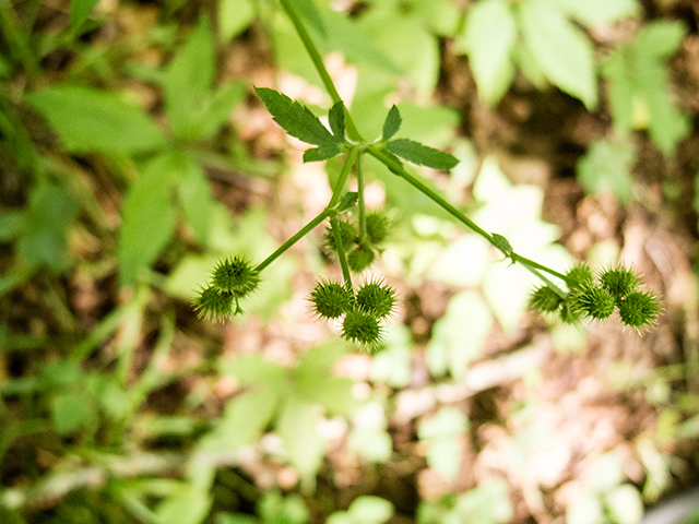 Sanicula canadensis (Canadian blacksnakeroot) #67335