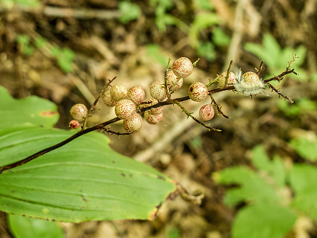 Maianthemum racemosum (Feathery false lily of the valley) #67336