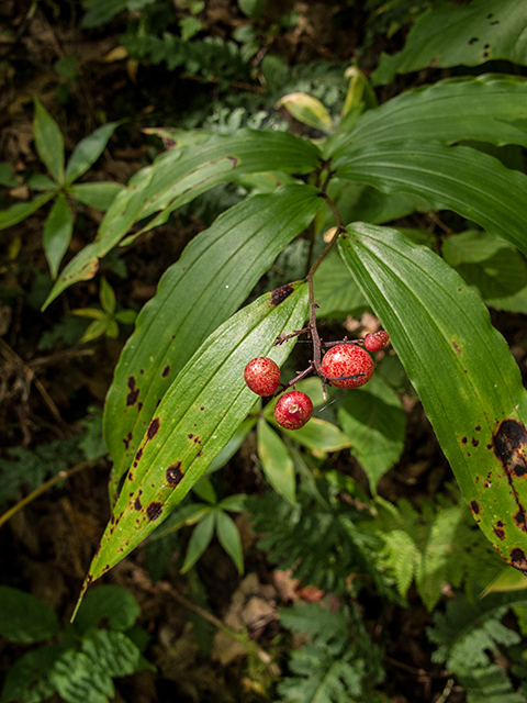 Maianthemum racemosum (Feathery false lily of the valley) #67345