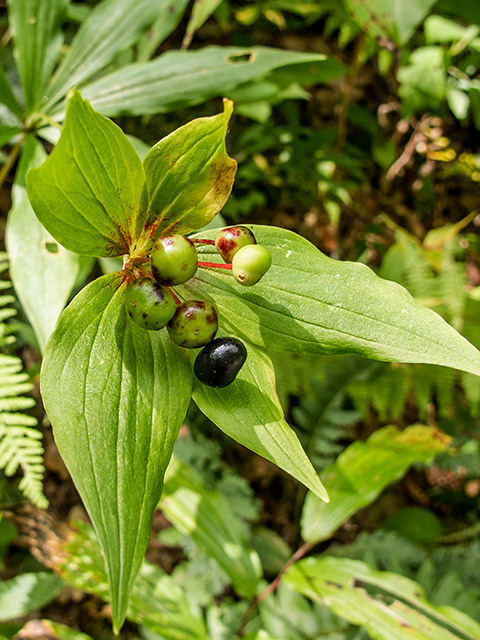 Medeola virginiana (Indian cucumber) #67347