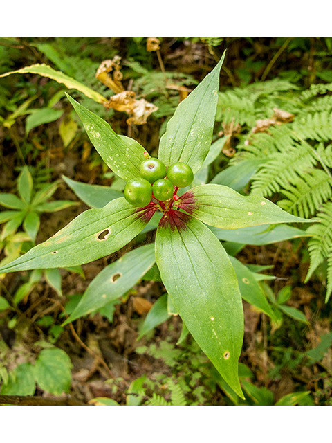 Medeola virginiana (Indian cucumber) #67348