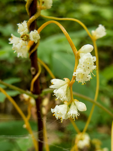 Cuscuta gronovii (Scaldweed) #67350