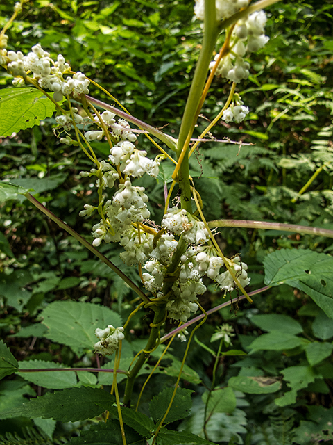 Cuscuta gronovii (Scaldweed) #67359