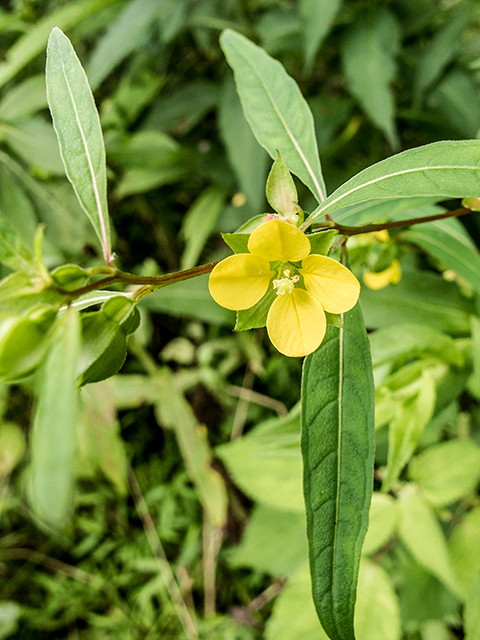 Ludwigia alternifolia (Seedbox) #67384