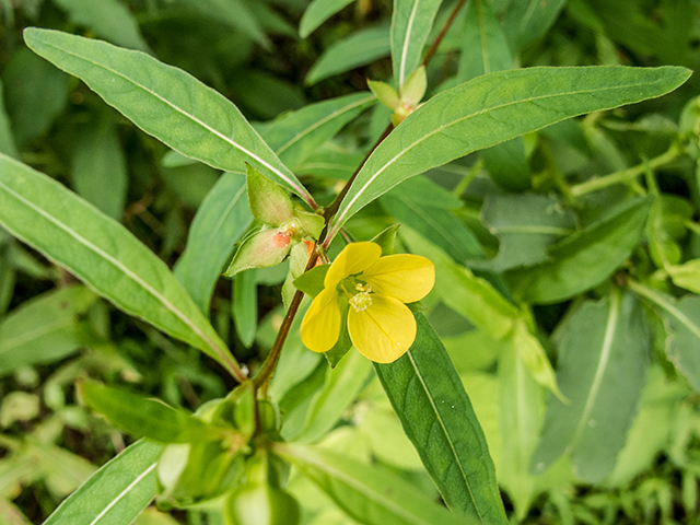 Ludwigia alternifolia (Seedbox) #67385