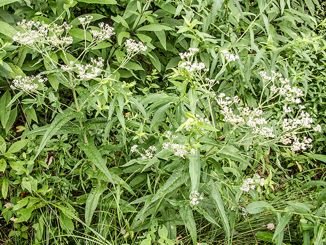 Eupatorium perfoliatum (Common boneset) #67386