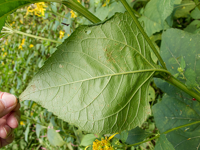 Verbesina occidentalis (Yellow crownbeard) #67424