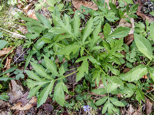 Rudbeckia laciniata var. laciniata (Cutleaf coneflower) #67454