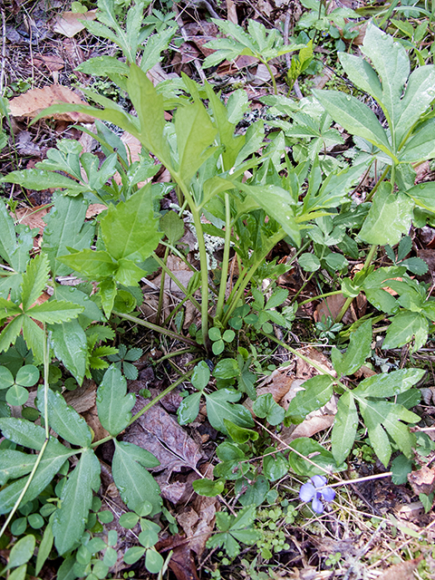 Rudbeckia laciniata var. laciniata (Cutleaf coneflower) #67455