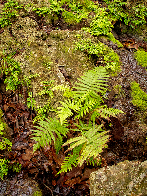 Thelypteris ovata var. lindheimeri (Lindheimer's marsh fern) #83296