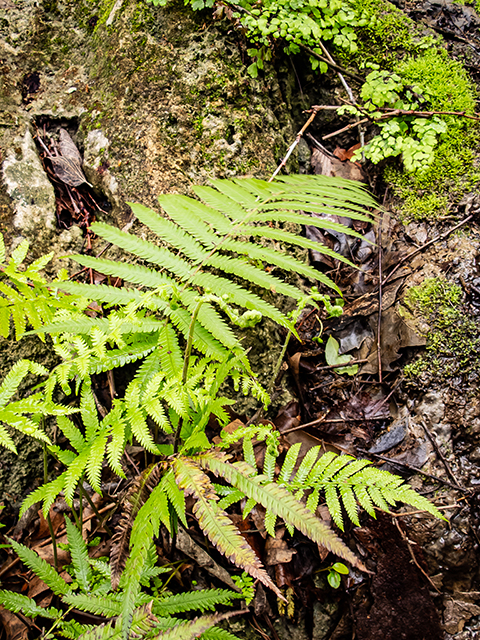 Thelypteris ovata var. lindheimeri (Lindheimer's marsh fern) #83298