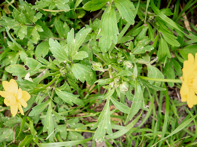 Ranunculus macranthus (Large buttercup) #83309