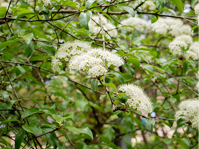 Viburnum rufidulum (Rusty blackhaw viburnum) #83322