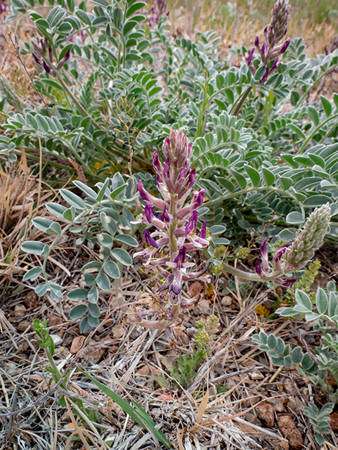 Astragalus mollissimus (Woolly locoweed) #83337