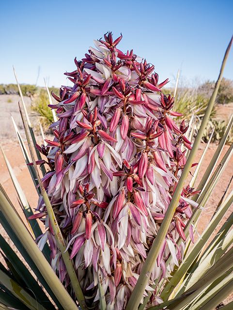 Yucca torreyi (Torrey yucca) #83340