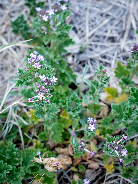 Glandularia pumila (Dwarf vervain) #83370