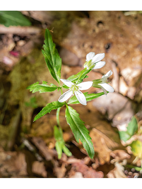 Cardamine diphylla (Crinkleroot) #83376